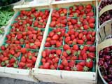 First strawberries of the season