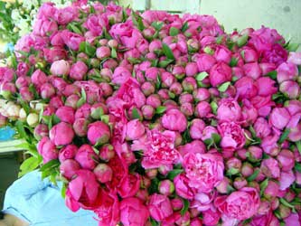 Pink peonies